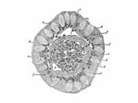 Transverse section of a villus, from ...