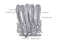 Villi of small intestine, showing blo...