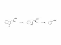 The biosynthesis of niacin.