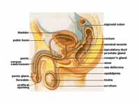 Human male reproductive system and ad...