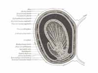 Transverse section through the left s...