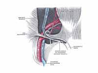 The spermatic cord in the inguinal ca...