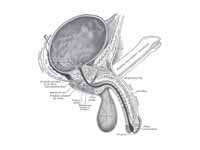 Vertical section of bladder, penis, a...