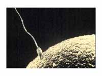 A sperm cell attempts to penetrate an...