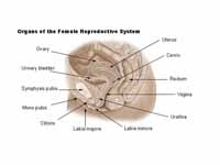 Organs of the female reproductive sys...