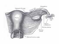 Uterus and right broad ligament, seen...