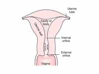 Posterior half of uterus and upper pa...