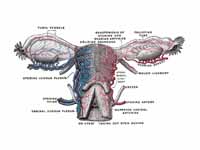 Vessels of the uterus and its appenda...