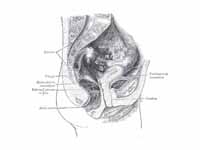 Median sagittal section of female pel...