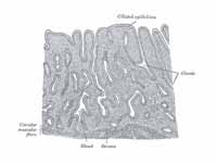 Vertical section of mucous membrane o...