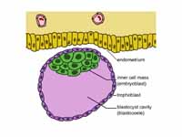 Blastocyst with an inner cell mass an...