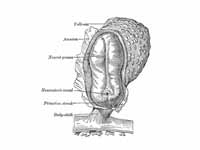 Human embryo—length, 2 mm. Dorsal vie...