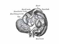 Human embryo from thirty-one to thirt...