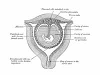 Sectional plan of the gravid uterus i...