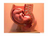 Anatomical model of a human pregnancy