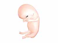 Fetus at 8 weeks after fertilization
